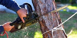 Best Fruit Tree Pruning  in Lake Nacimiento, CA